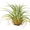Tillandsia -Groene Bloom Winkel 2087818033824 1
