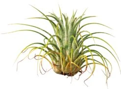 Tillandsia