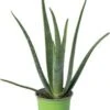 Biologische Aloë (Aloe Vera) D 12 H 25 Cm 1 Biologische Aloë (Aloe Vera) D 12 H 25 Cm -Groene Bloom Winkel 4250615738898 0