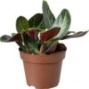 Biologische Jade Plant (Crassula Multicava 'Red Luna') D 11 H 15 Cm 1 Biologische Jade Plant (Crassula Multicava 'Red Luna') D 11 H 15 Cm -Groene Bloom Winkel 4250615739505 0