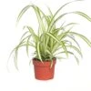 Biologische Graslelie (Chlorophytum Variegatum) D 11 H 15 Cm 2 Biologische Graslelie (Chlorophytum Variegatum) D 11 H 15 Cm -Groene Bloom Winkel 4250615740181 0