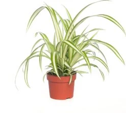 Biologische Graslelie (Chlorophytum Variegatum) D 11 H 15 Cm