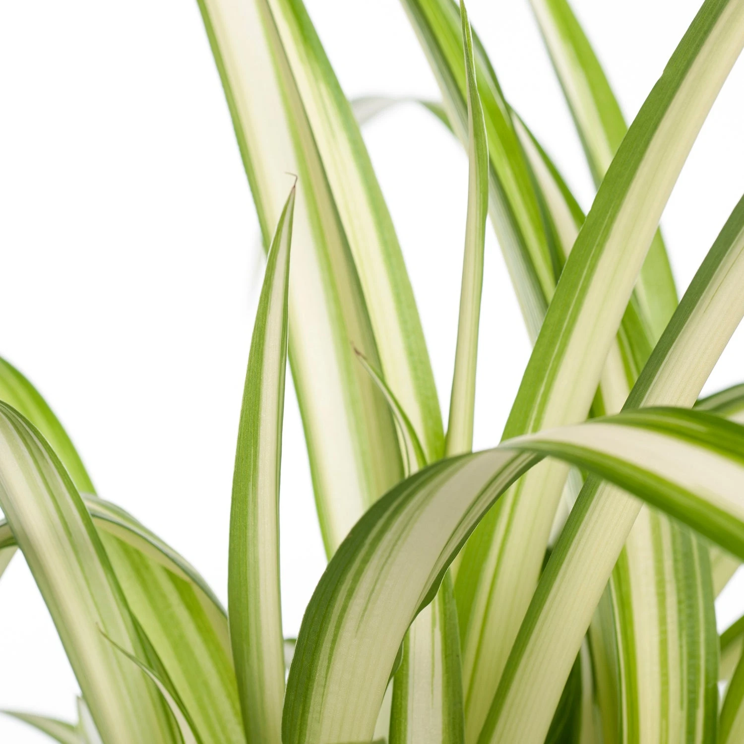 Biologische Graslelie (Chlorophytum Variegatum) D 11 H 15 Cm 4 Biologische Graslelie (Chlorophytum Variegatum) D 11 H 15 Cm - Afbeelding 2