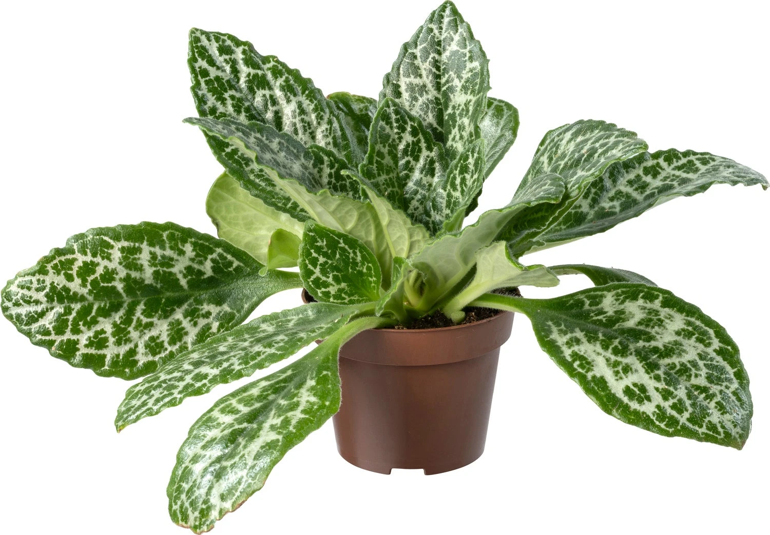 Biologische Henckelia (Henckelia) D 11 H 15 Cm 3 Biologische Henckelia (Henckelia) D 11 H 15 Cm