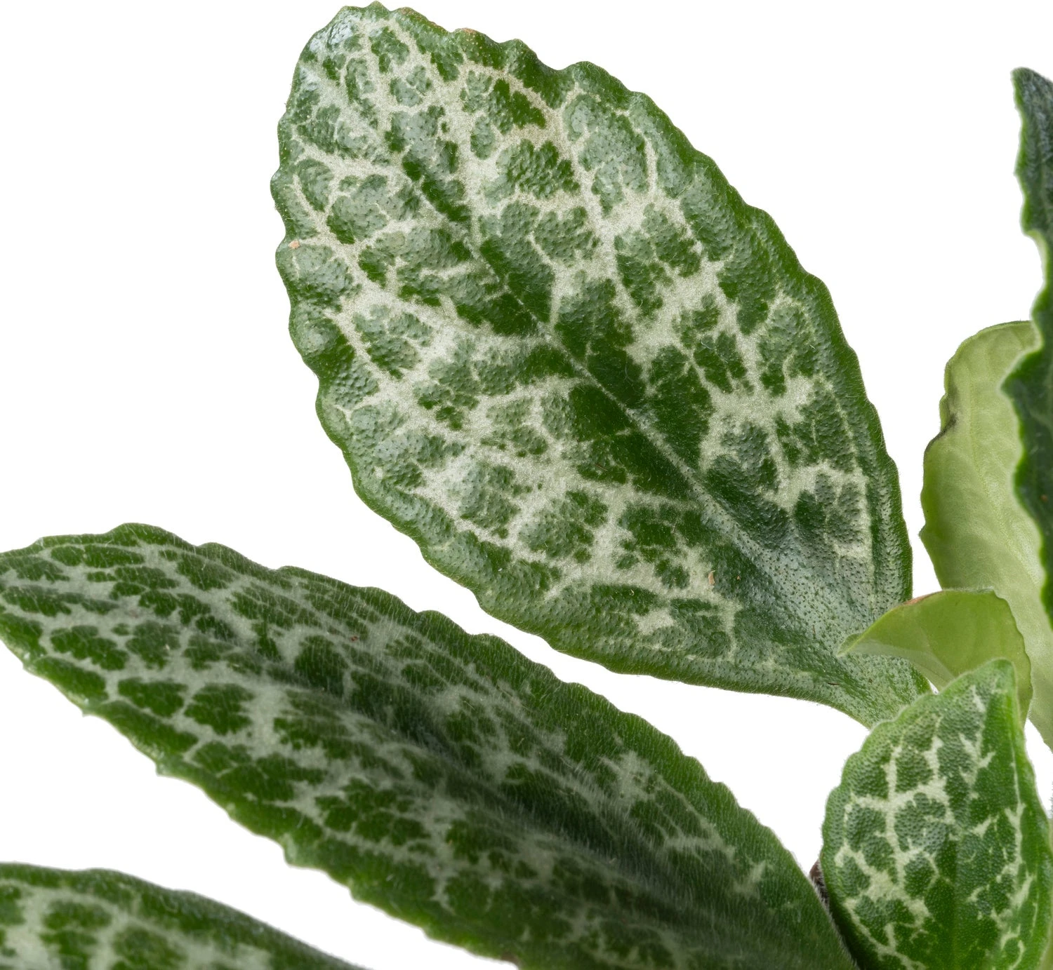 Biologische Henckelia (Henckelia) D 11 H 15 Cm 4 Biologische Henckelia (Henckelia) D 11 H 15 Cm - Afbeelding 2