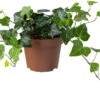 Biologische Klimop (Hedera) D 11 H 15 Cm 1 Biologische Klimop (Hedera) D 11 H 15 Cm -Groene Bloom Winkel 4250615745179 0