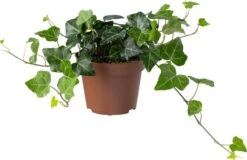 Biologische Klimop (Hedera) D 11 H 15 Cm