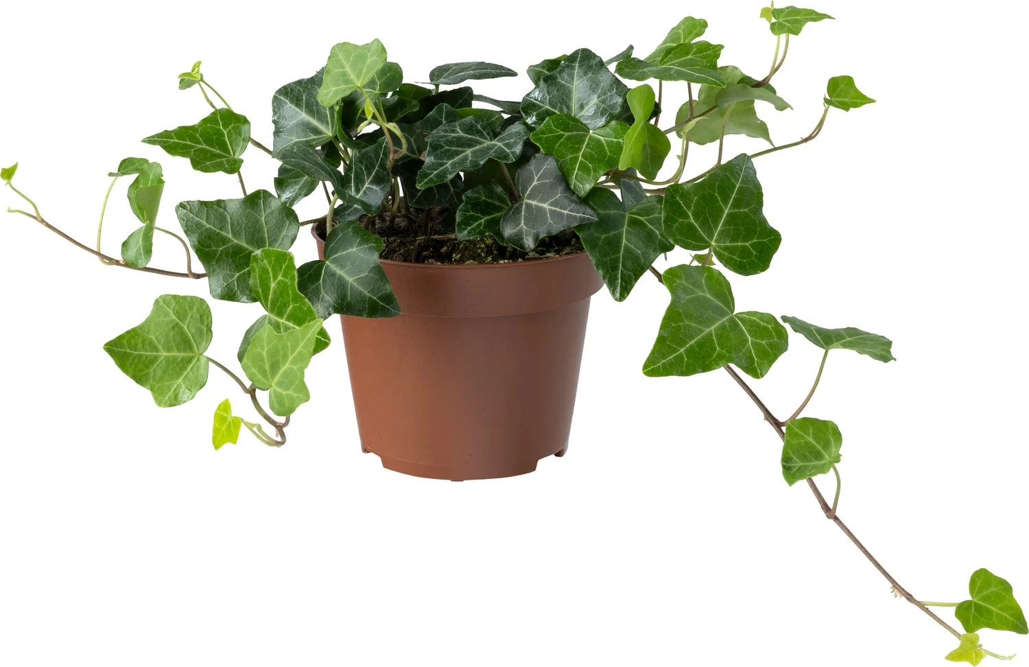 Biologische Klimop (Hedera) D 11 H 15 Cm 3 Biologische Klimop (Hedera) D 11 H 15 Cm