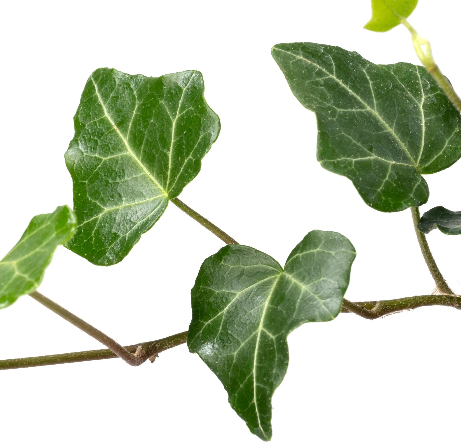 Biologische Klimop (Hedera) D 11 H 15 Cm 4 Biologische Klimop (Hedera) D 11 H 15 Cm - Afbeelding 2
