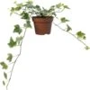 Biologische Bonte Klimop (Hedera) D 11 H 15 Cm 2 Biologische Bonte Klimop (Hedera) D 11 H 15 Cm -Groene Bloom Winkel 4250615747340 0
