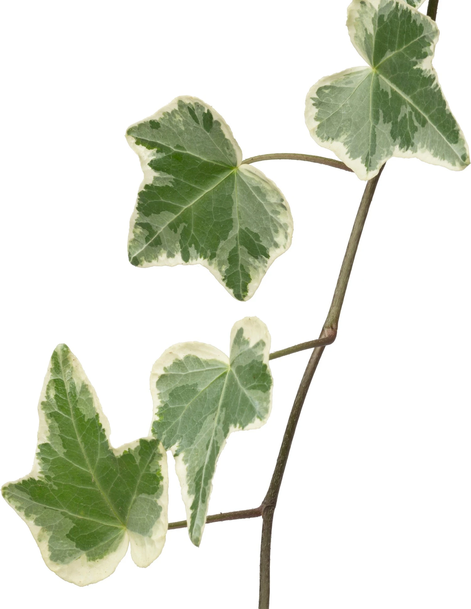 Biologische Bonte Klimop (Hedera) D 11 H 15 Cm 4 Biologische Bonte Klimop (Hedera) D 11 H 15 Cm - Afbeelding 2