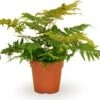 Biologische Smalle Naaldvaren (Polystichum Sus-sinense) D 11 H 15 Cm -Groene Bloom Winkel 4250615750159 0