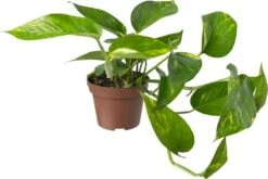 Biologische Drakenklimop (Epipremnum) D 11 H 15 Cm