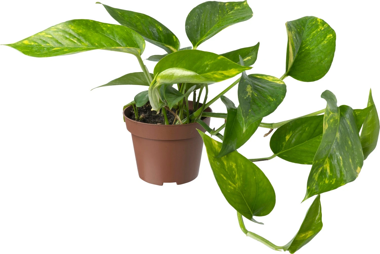 Biologische Drakenklimop (Epipremnum) D 11 H 15 Cm 3 Biologische Drakenklimop (Epipremnum) D 11 H 15 Cm