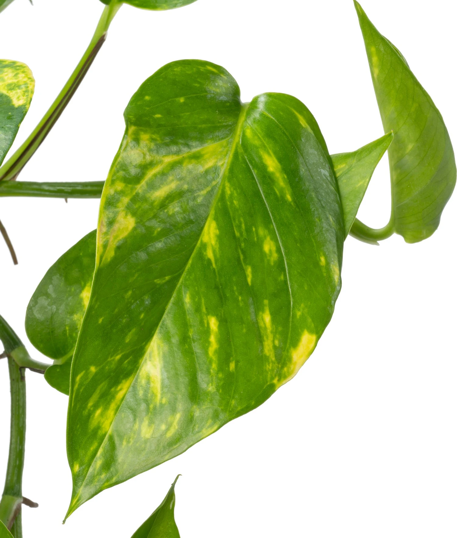 Biologische Drakenklimop (Epipremnum) D 11 H 15 Cm 4 Biologische Drakenklimop (Epipremnum) D 11 H 15 Cm - Afbeelding 2