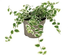 Biologische Bonte Kruipvijg (Ficus Pumila) D 11 H 15 Cm 3 Biologische Bonte Kruipvijg (Ficus Pumila) D 11 H 15 Cm