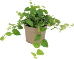 Biologische Kruipvijg (Ficus Pumila) D 11 H 15 Cm