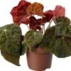 Biologische Bladbegonia (Begonia 'Autumn Ember') D 11 H 15 Cm 2 Biologische Bladbegonia (Begonia 'Autumn Ember') D 11 H 15 Cm -Groene Bloom Winkel 4250615769915 0