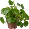 Biologische Pannenkoekplant (Pilea Peperomioides) D 11 H 15 Cm 2 Biologische Pannenkoekplant (Pilea Peperomioides) D 11 H 15 Cm -Groene Bloom Winkel 4250615770379 0