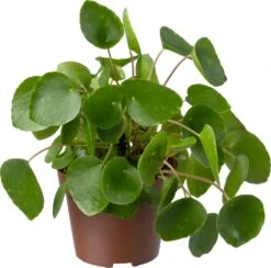 Biologische Pannenkoekplant (Pilea Peperomioides) D 11 H 15 Cm