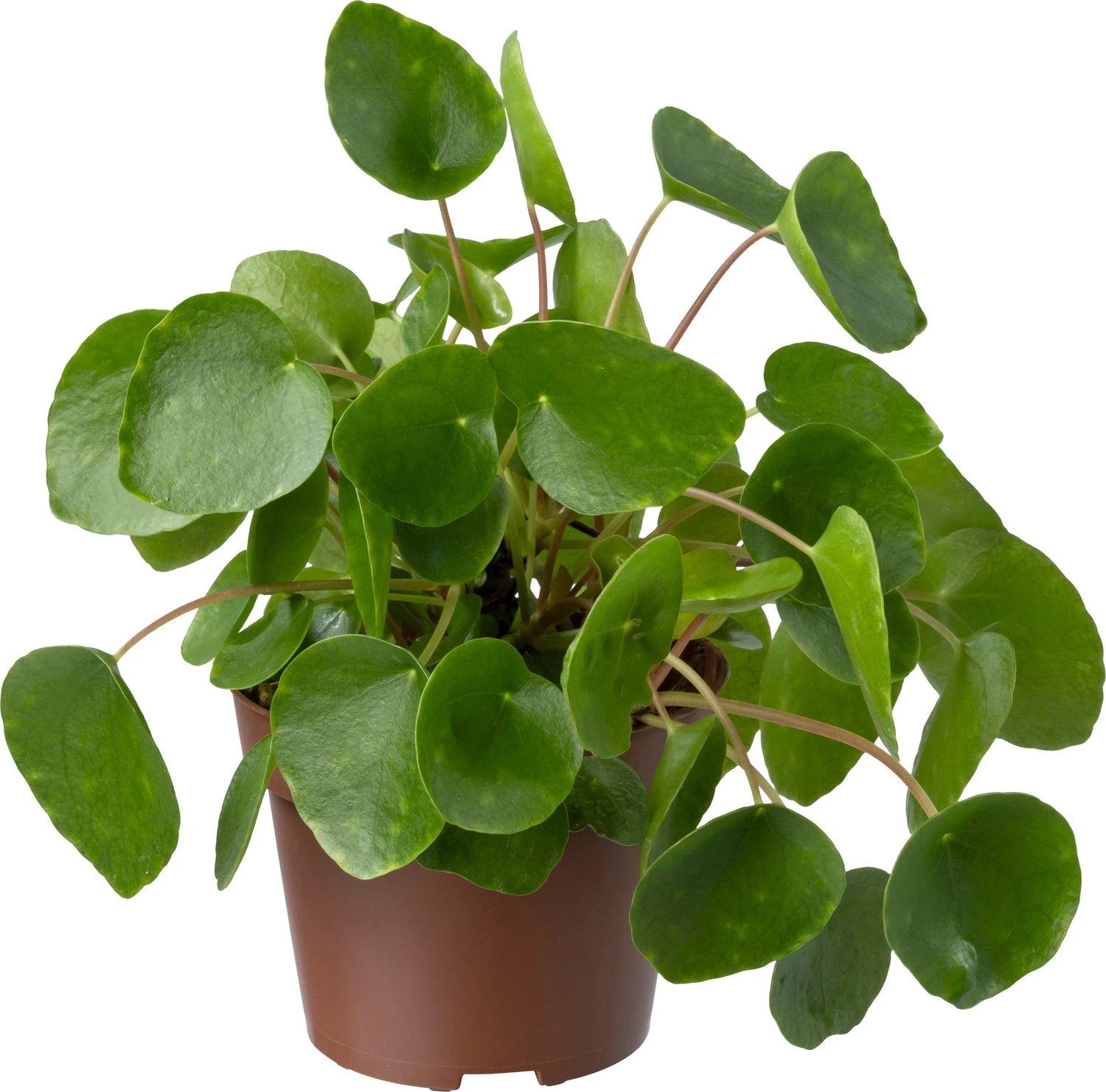 Biologische Pannenkoekplant (Pilea Peperomioides) D 11 H 15 Cm 3 Biologische Pannenkoekplant (Pilea Peperomioides) D 11 H 15 Cm