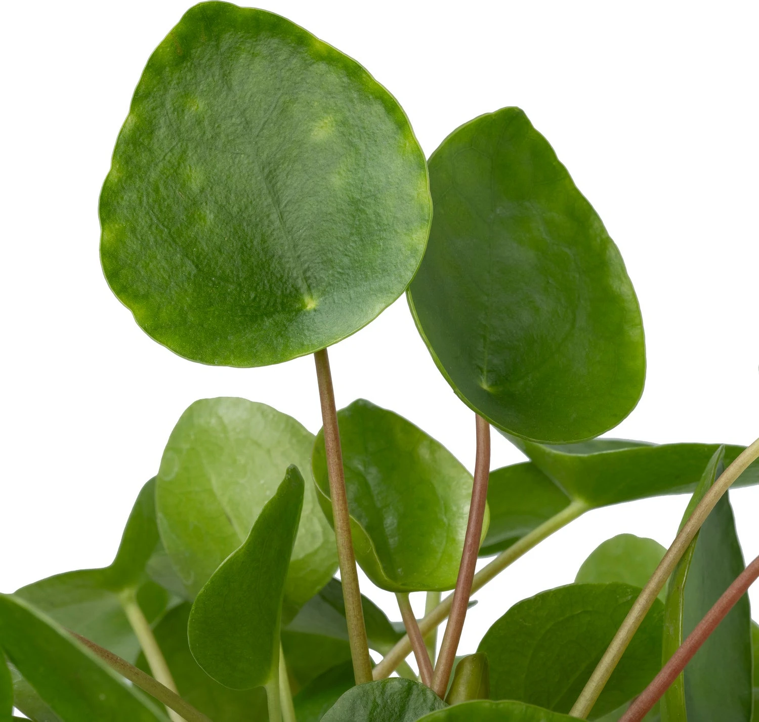 Biologische Pannenkoekplant (Pilea Peperomioides) D 11 H 15 Cm 4 Biologische Pannenkoekplant (Pilea Peperomioides) D 11 H 15 Cm - Afbeelding 2
