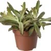 Biologische Pandaplant (Kalanchoe Tomentosa) D 11 H 15 Cm 1 Biologische Pandaplant (Kalanchoe Tomentosa) D 11 H 15 Cm -Groene Bloom Winkel 4250615770430 0