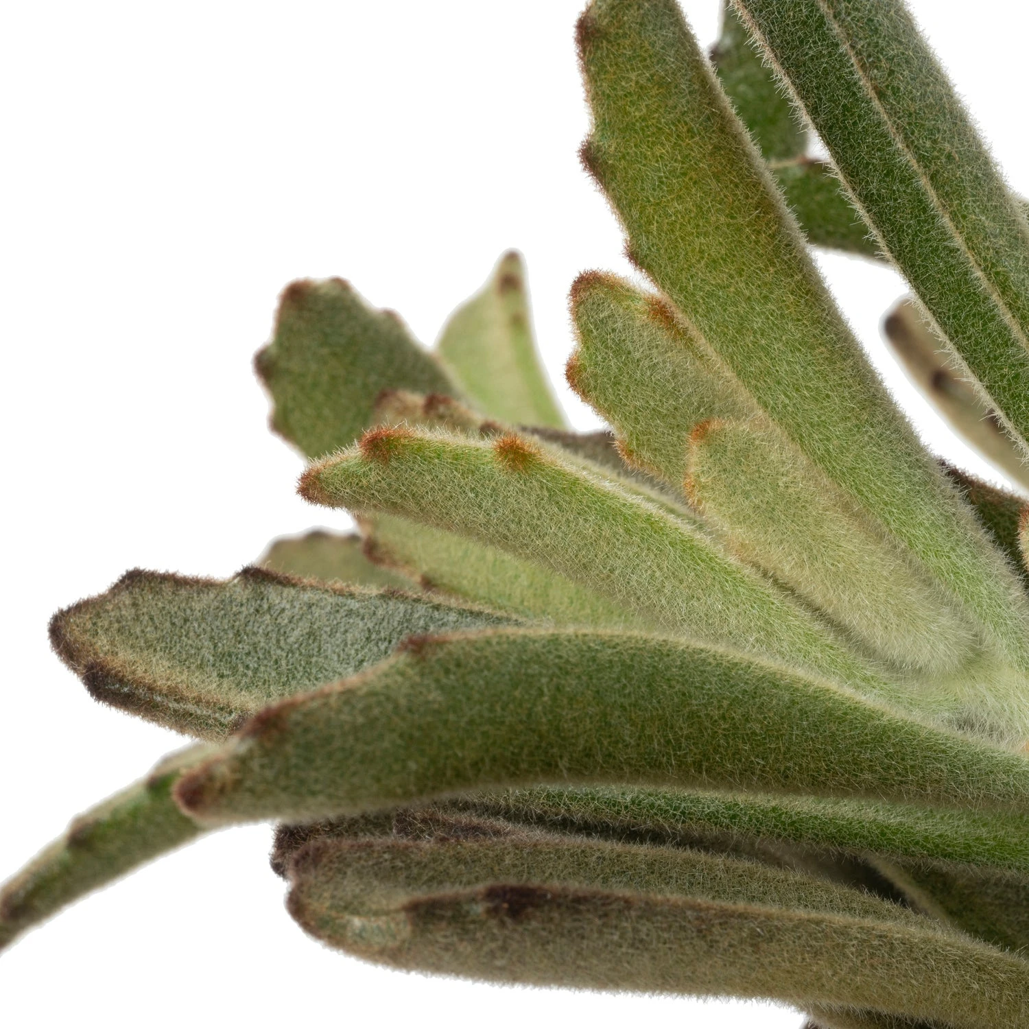 Biologische Pandaplant (Kalanchoe Tomentosa) D 11 H 15 Cm 4 Biologische Pandaplant (Kalanchoe Tomentosa) D 11 H 15 Cm - Afbeelding 2