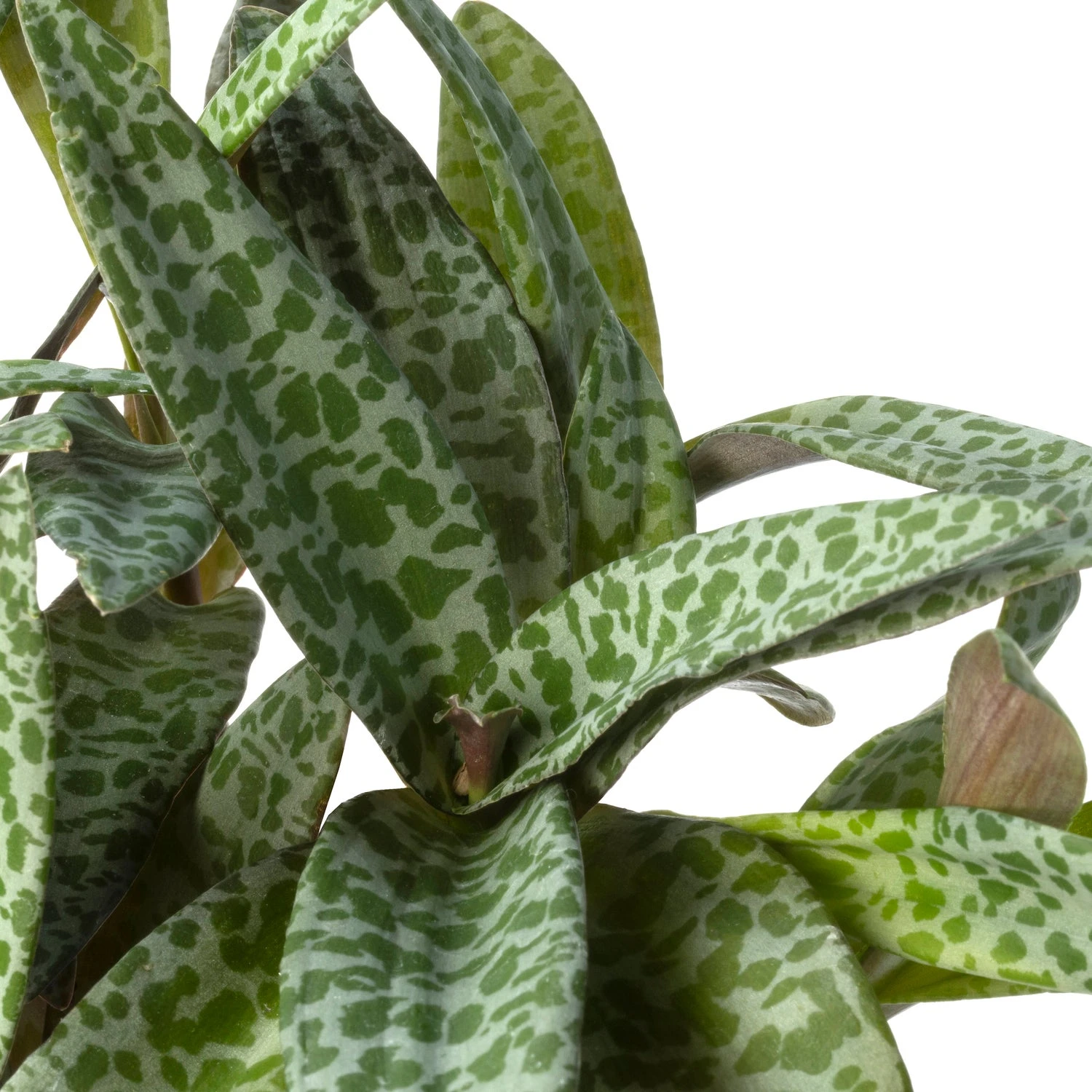 Biologische Luipaardlelie (Ledebouria Scilla) D 11 H 15 Cm 4 Biologische Luipaardlelie (Ledebouria Scilla) D 11 H 15 Cm - Afbeelding 2