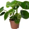 Biologische Peperomia (Peperomia Polybotrya 'Raindrop') D 12 H 15 Cm 2 Biologische Peperomia (Peperomia Polybotrya 'Raindrop') D 12 H 15 Cm -Groene Bloom Winkel 4250615770720 0