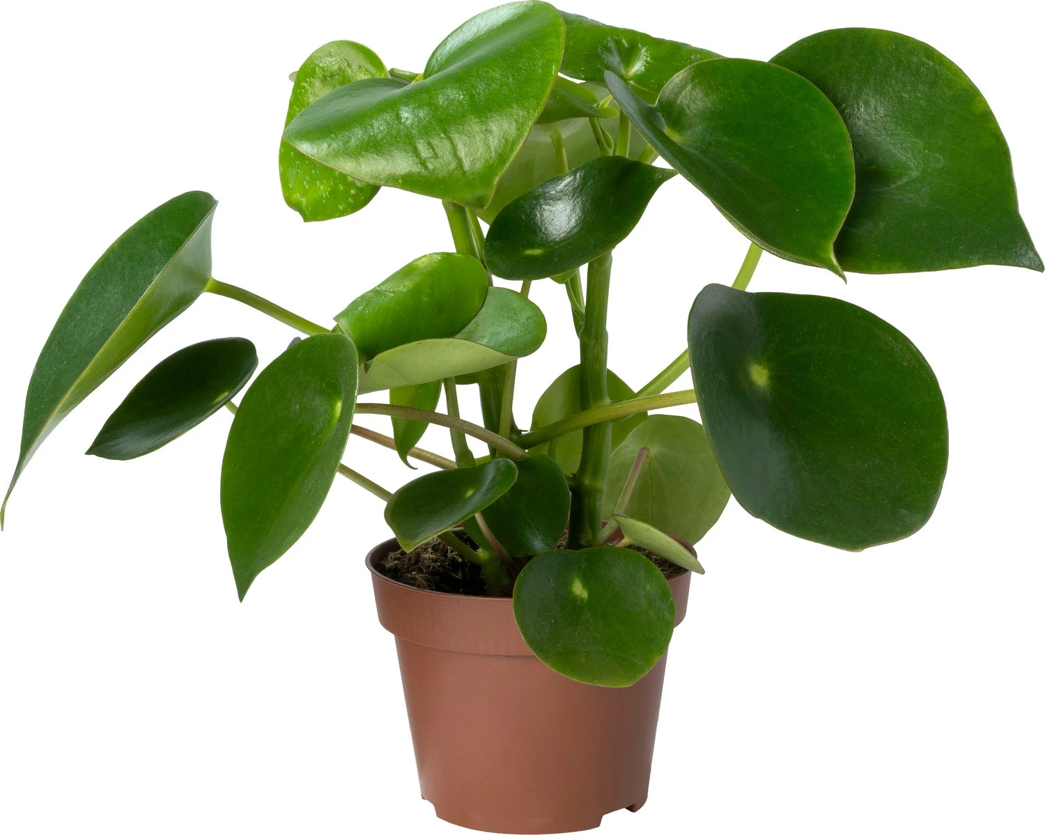 Biologische Peperomia (Peperomia Polybotrya 'Raindrop') D 12 H 15 Cm 3 Biologische Peperomia (Peperomia Polybotrya 'Raindrop') D 12 H 15 Cm