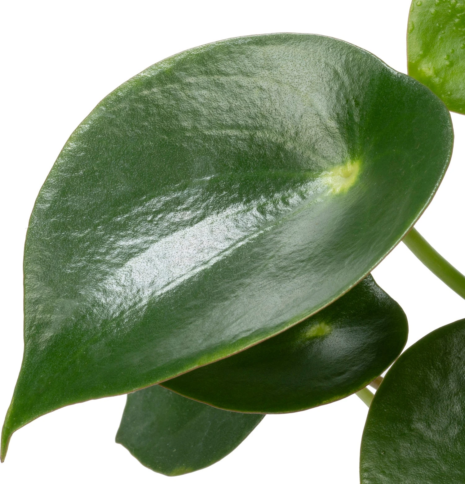 Biologische Peperomia (Peperomia Polybotrya 'Raindrop') D 12 H 15 Cm 4 Biologische Peperomia (Peperomia Polybotrya 'Raindrop') D 12 H 15 Cm - Afbeelding 2