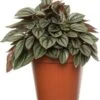 Biologische Peperomia (Peperomia Caperata) D 11 H 15 Cm 2 Biologische Peperomia (Peperomia Caperata) D 11 H 15 Cm -Groene Bloom Winkel 4250615771024 0