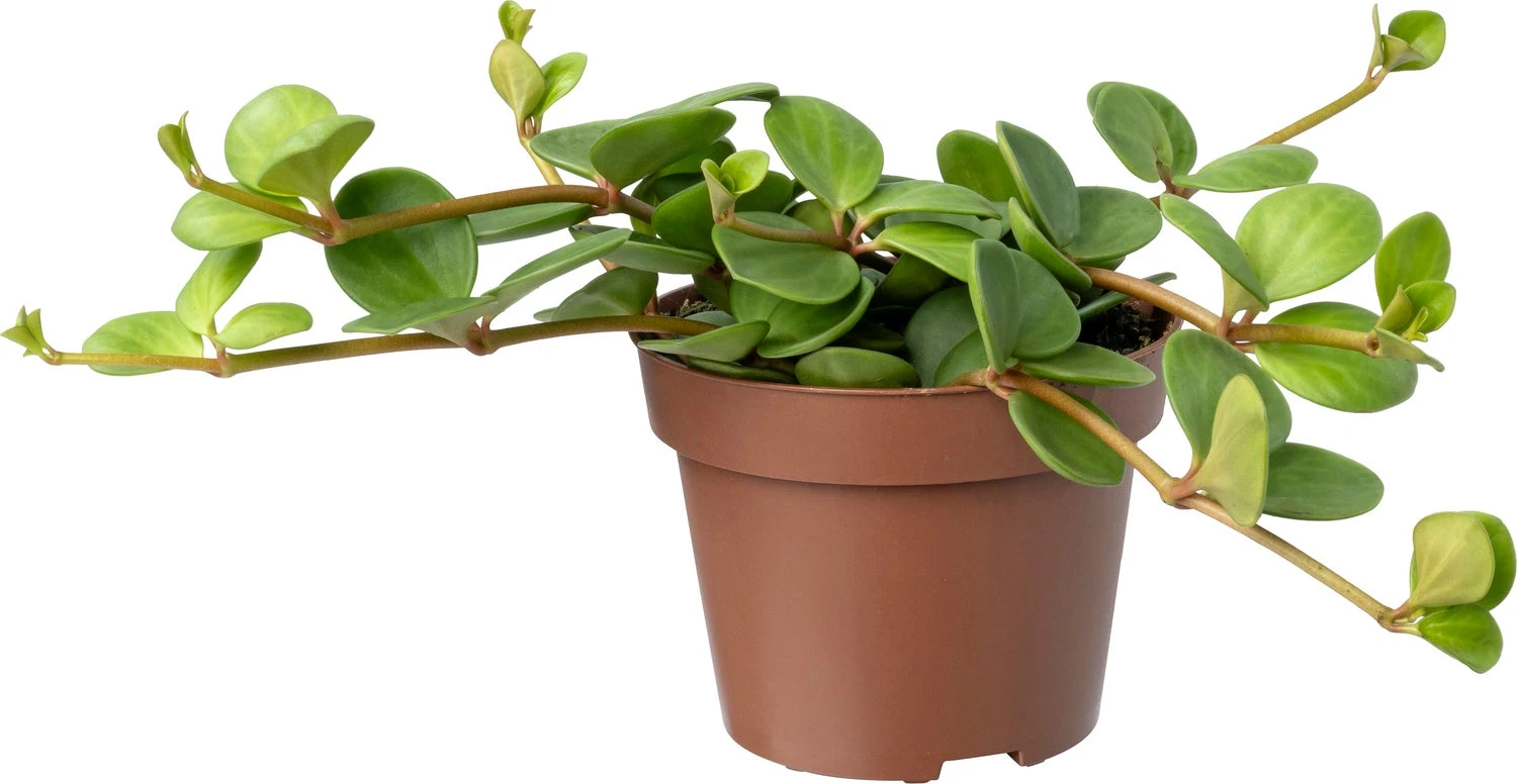 Biologische Peperomia (Peperomia Tetraphylla 'Hope') D 11 H 15 Cm 3 Biologische Peperomia (Peperomia Tetraphylla 'Hope') D 11 H 15 Cm