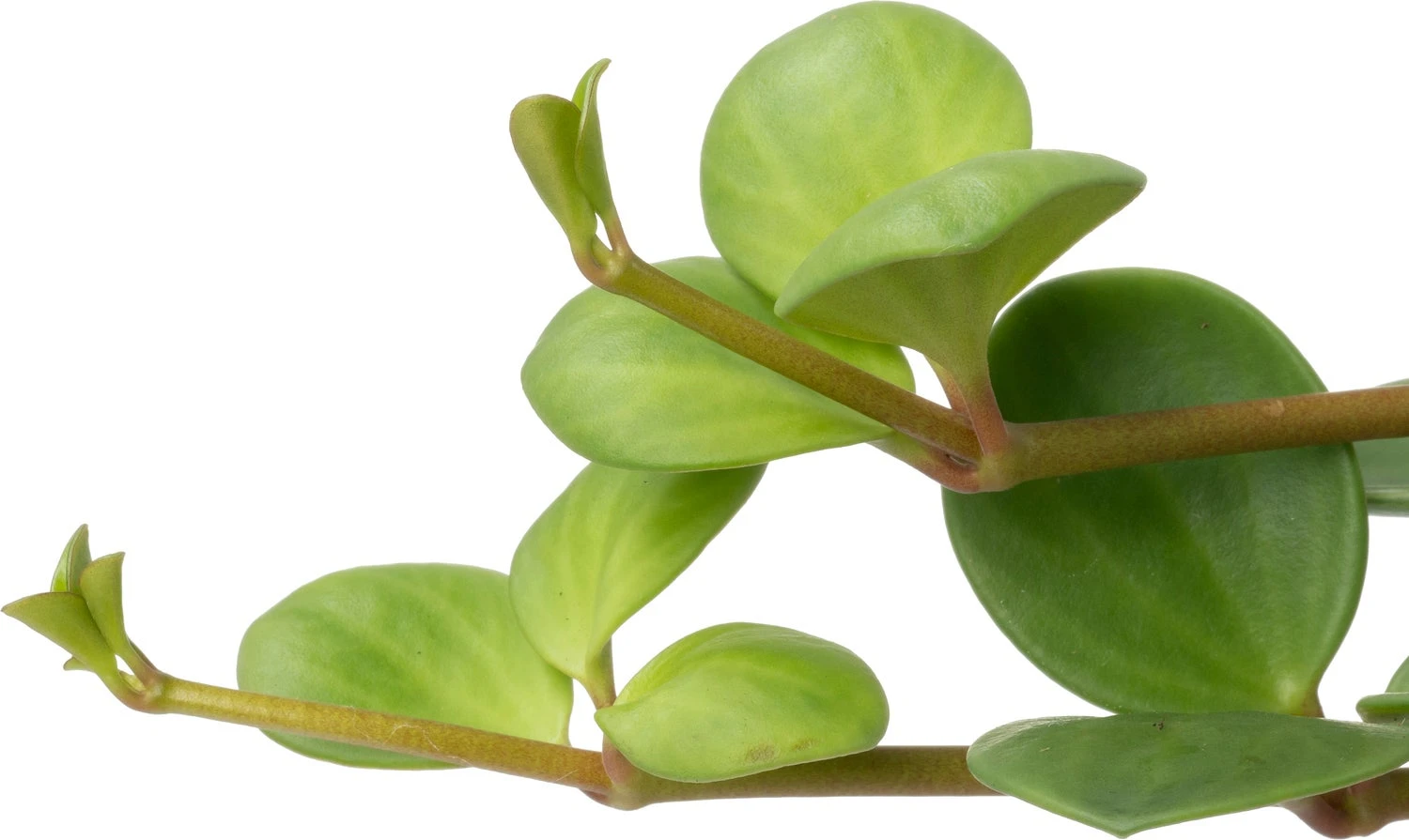 Biologische Peperomia (Peperomia Tetraphylla 'Hope') D 11 H 15 Cm 4 Biologische Peperomia (Peperomia Tetraphylla 'Hope') D 11 H 15 Cm - Afbeelding 2