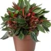 Biologische Peperomia (Peperomia 'Rosso') D 11 H 15 Cm 1 Biologische Peperomia (Peperomia 'Rosso') D 11 H 15 Cm -Groene Bloom Winkel 4250615771499 0