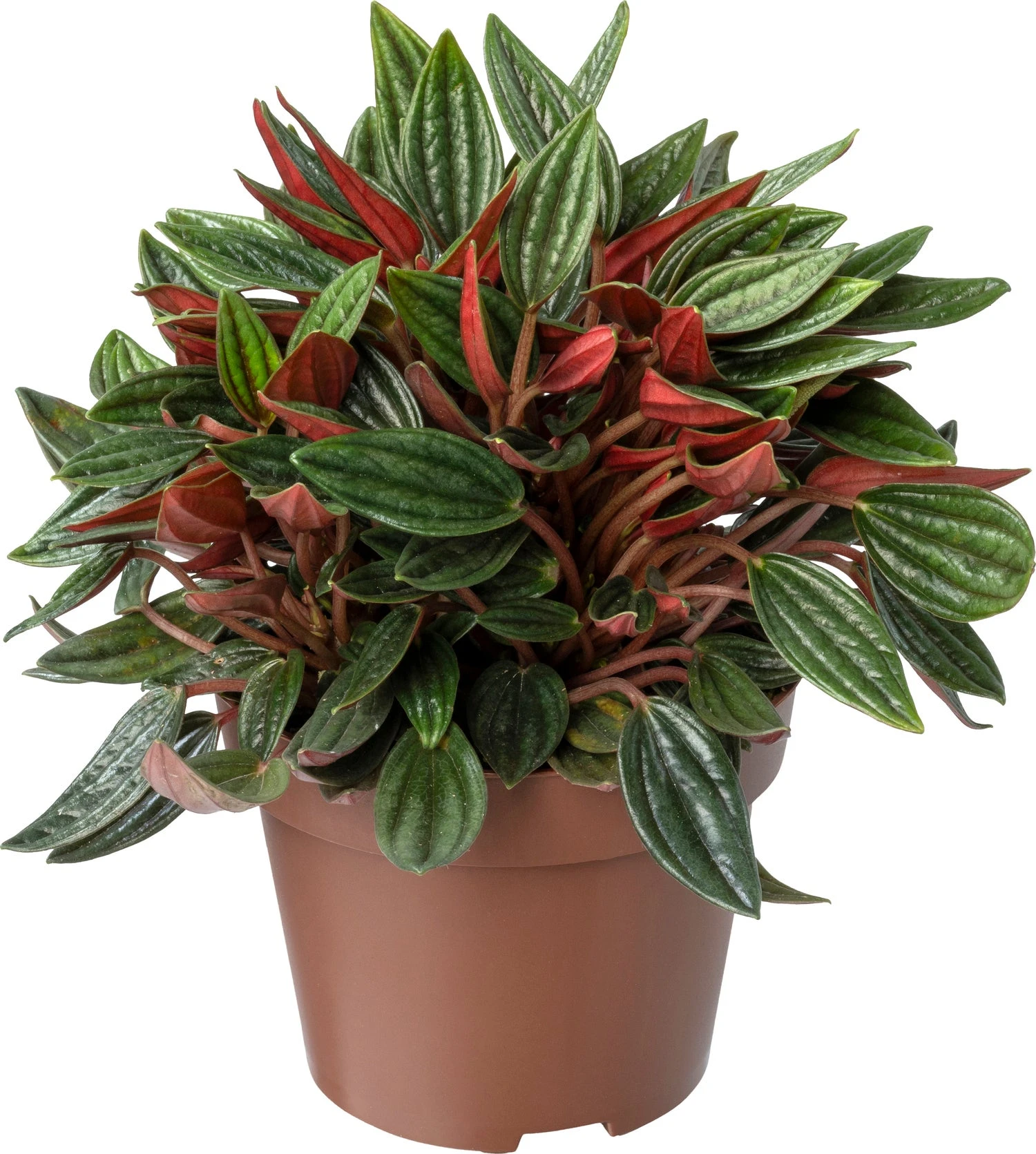 Biologische Peperomia (Peperomia 'Rosso') D 11 H 15 Cm 3 Biologische Peperomia (Peperomia 'Rosso') D 11 H 15 Cm