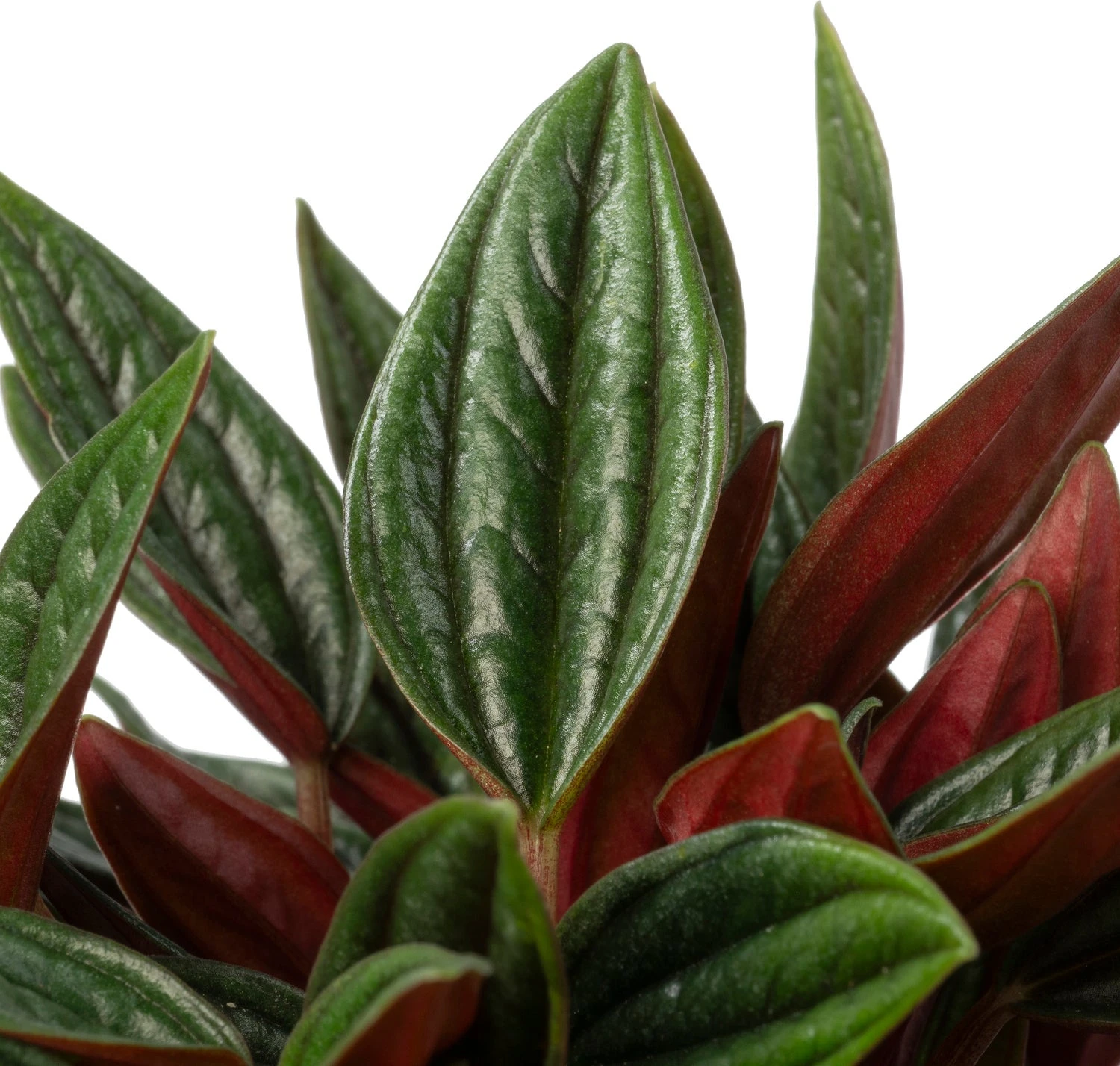 Biologische Peperomia (Peperomia 'Rosso') D 11 H 15 Cm 4 Biologische Peperomia (Peperomia 'Rosso') D 11 H 15 Cm - Afbeelding 2