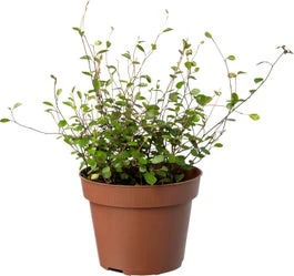 Biologische Muehlenbeckia (Muehlenbeckia) D 11 H 15 Cm 3 Biologische Muehlenbeckia (Muehlenbeckia) D 11 H 15 Cm