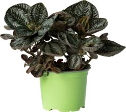 Biologische Vriendschapsplant (Pilea Involucrata 'Friendship') D 12 H 15 Cm