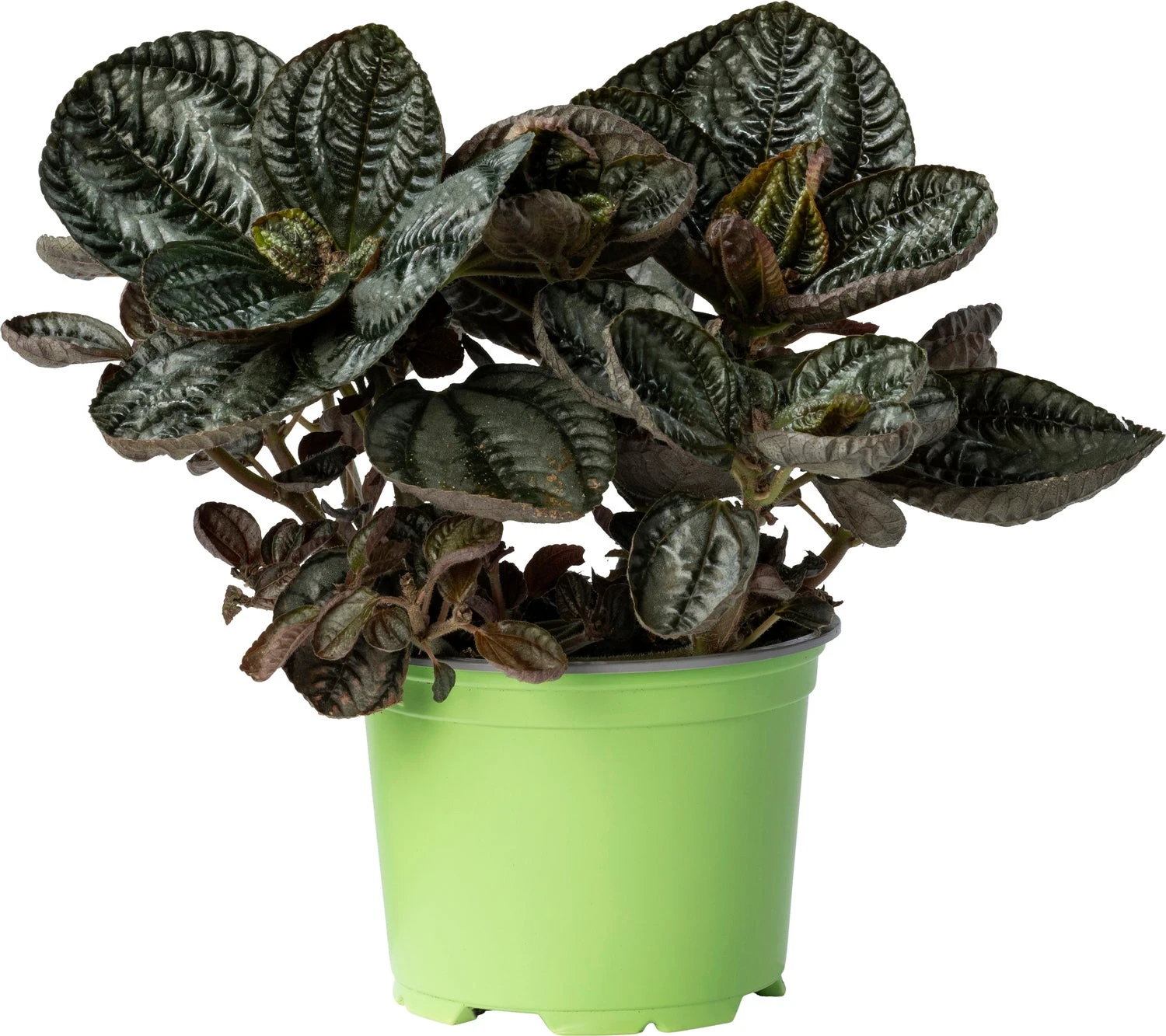 Biologische Vriendschapsplant (Pilea Involucrata 'Friendship') D 12 H 15 Cm 3 Biologische Vriendschapsplant (Pilea Involucrata 'Friendship') D 12 H 15 Cm