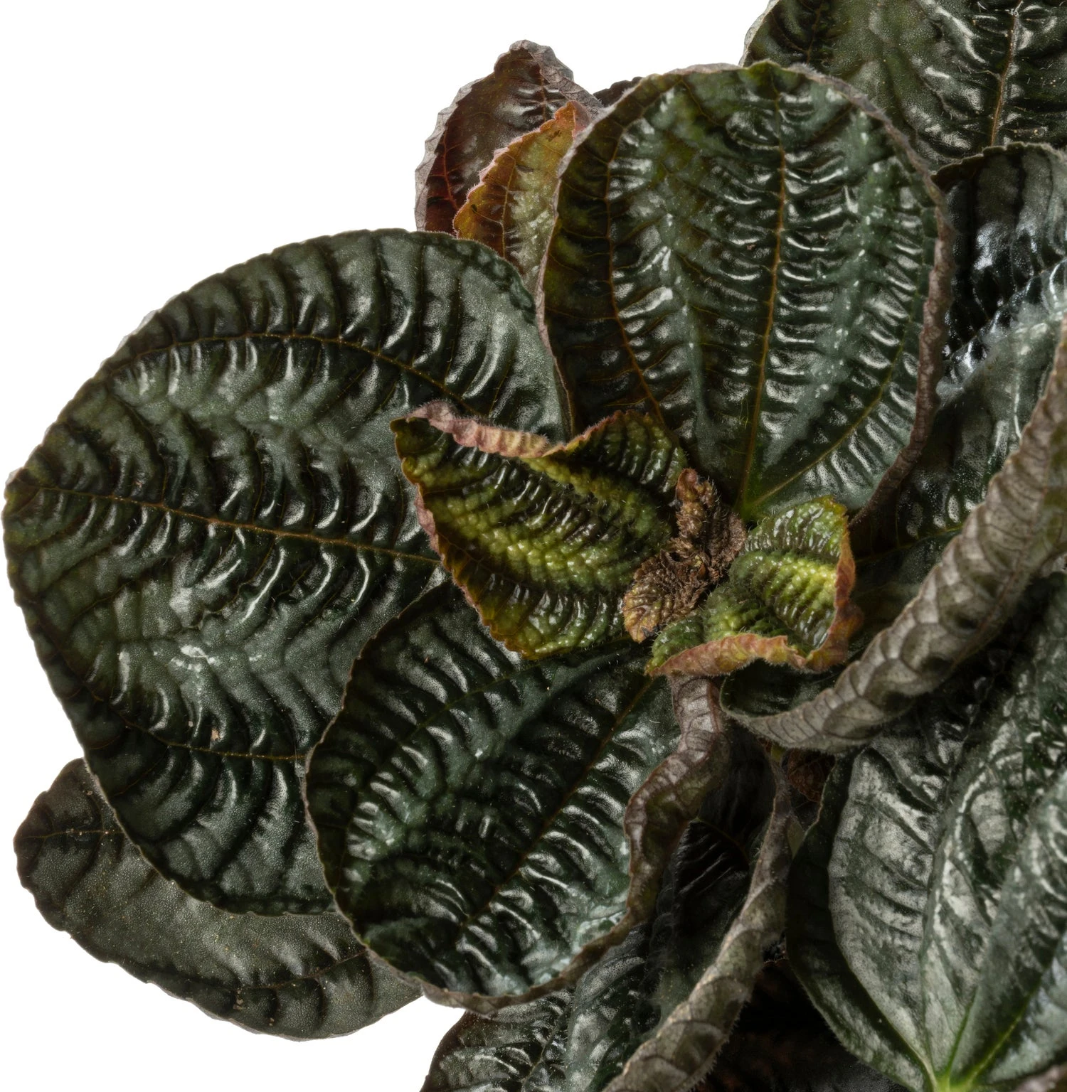 Biologische Vriendschapsplant (Pilea Involucrata 'Friendship') D 12 H 15 Cm 4 Biologische Vriendschapsplant (Pilea Involucrata 'Friendship') D 12 H 15 Cm - Afbeelding 2