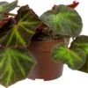 Biologische Bladbegonia (Begonia Soli-mutata) D 11 H 15 Cm -Groene Bloom Winkel 4250615771710 0