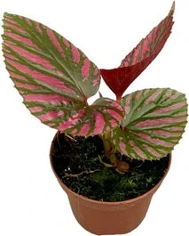 Biologische Bladbegonia (Begonia Brevirimosa) D 11 H 15 Cm