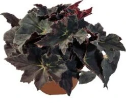 Biologische Bladbegonia (Begonia Heracleifolia) D 11 H 15 Cm