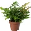 Biologische Herfstvaren (Dryopteris Erthrosora) D 11 H 15 Cm 2 Biologische Herfstvaren (Dryopteris Erthrosora) D 11 H 15 Cm -Groene Bloom Winkel 4250615771963 0