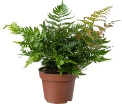 Biologische Herfstvaren (Dryopteris Erthrosora) D 11 H 15 Cm