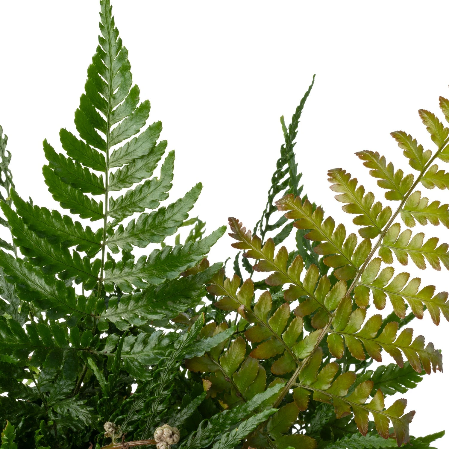 Biologische Herfstvaren (Dryopteris Erthrosora) D 11 H 15 Cm 4 Biologische Herfstvaren (Dryopteris Erthrosora) D 11 H 15 Cm - Afbeelding 2