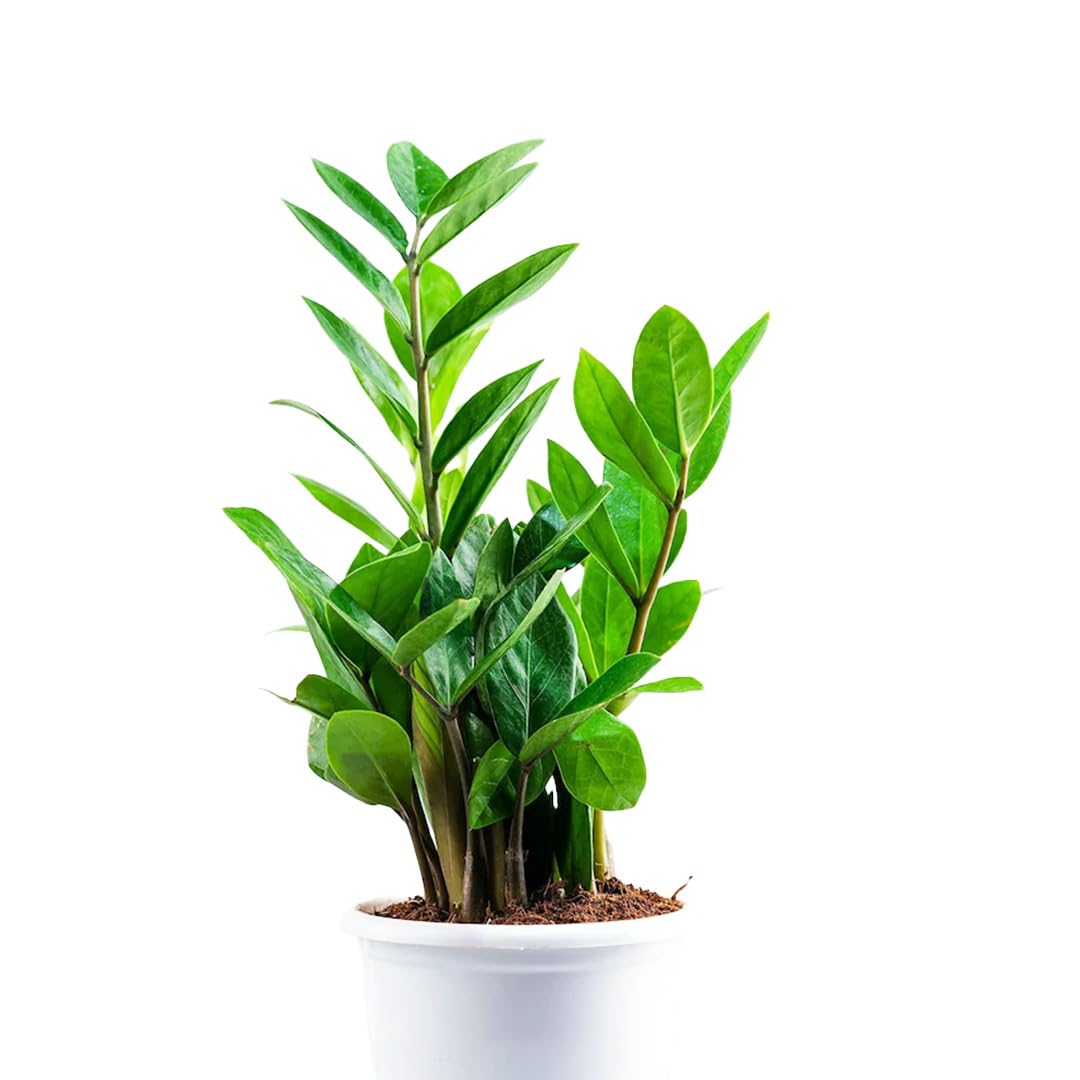 Groene Bloom Winkel -Groene Bloom Winkel 518mkPR9gnL