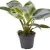 Philodendron (Philodendron 'White Measure') D 6 H 15 Cm 2 Philodendron (Philodendron 'White Measure') D 6 H 15 Cm -Groene Bloom Winkel 5708869227280